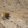 Chalice completes sale of Zara Gold Project to China SFECO Group and ENAMCO for US$114M