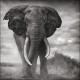 World must protect African Wildlife Heritage