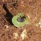 Many Countries Fail to Help Landmine Victims