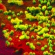 Concerted action being taken to prevent any incident of H1N1 Flu in Eritrea