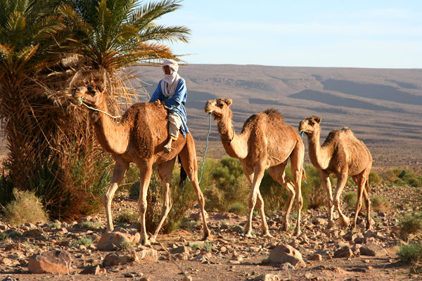 Camels